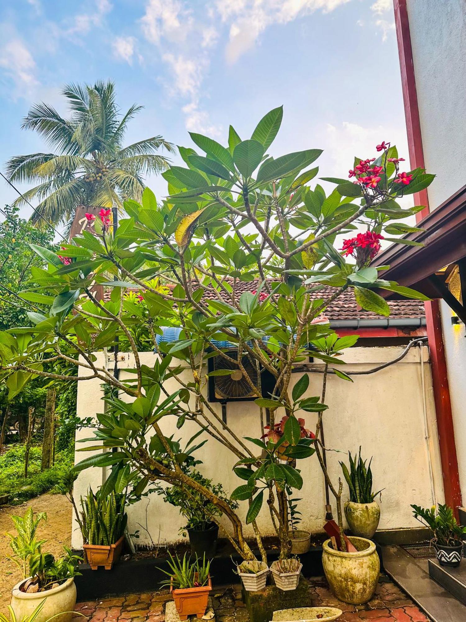 New Panda House Hotel Galle Kültér fotó